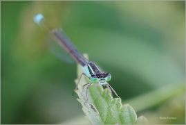 <p>ŠIDÉLKO VĚTŠÍ -  (Ischnura elegans) ---- /Blue-tailed damselfly – Große Pechlibelle/</p>